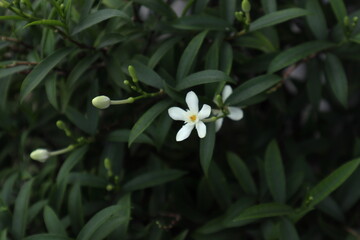 A five petaled, white flower and a flower bud bloom on a dwarf coral swirl plant