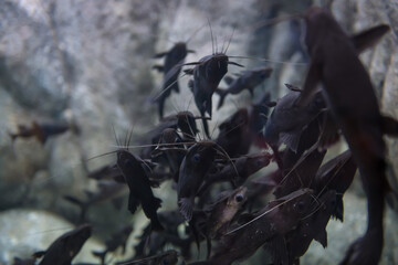 upside down catfish by coral in aquarium, Suphan Buri, Thailand