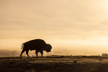 Bison Silhouetted at Sunrise in Yellowstone National Park - obrazy, fototapety, plakaty