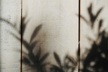 Shadow olive tree branch on rustic wood.