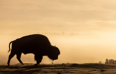 Bison Silhouetted at Sunrise in Yellowstone National Park