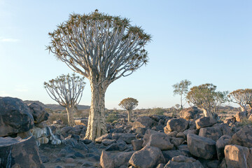 A quiver tree landscape