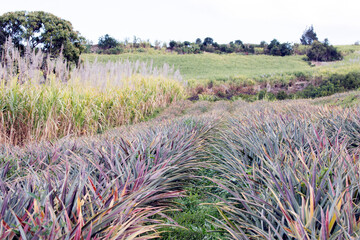 A view of ananas plantation in La Reunion