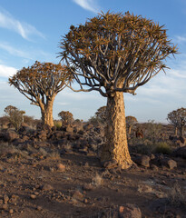 A quiver tree landscape