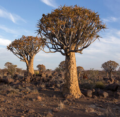 A quiver tree landscape