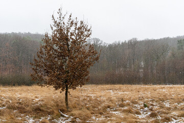A tree with dry brown leaves in the moor in the snow - 704552186