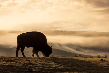 Muurstickers Bison Silhouetted at Sunrise in Yellowstone National Park © natureguy