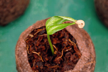 Close-up of a small, freshly germinated chili plant with the seed coat hanging from the cotyledons,...