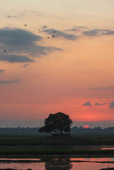 Sunset view in the field with a flock of birds flying in the sky 