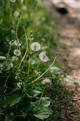 The image is a close-up of flowers in an outdoor setting, with grass and plants in the background 5001.