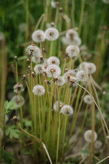 The image is a close-up of flowers in an outdoor setting, with grass and plants in the background. 5004