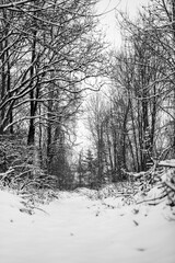 Winter forest with snow covered trees. Beautiful winter landscape. Black and white photo.