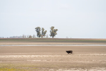 Cow is walking on the dry meadow. Dry  farm field with one black bull in Argentina. 