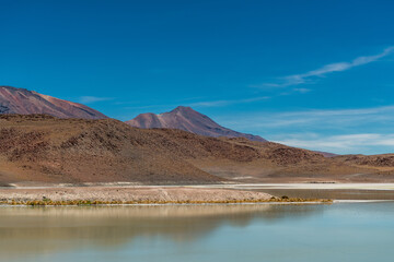 Wild fauna in the red lagoon in the bolivian altiplano