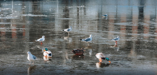 birds on a frozen river  - 704556723