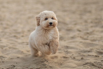 Miniature poodle dog