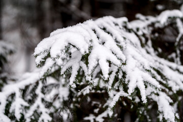 spruce branches covered with snow in winter forest. shallow depth of field