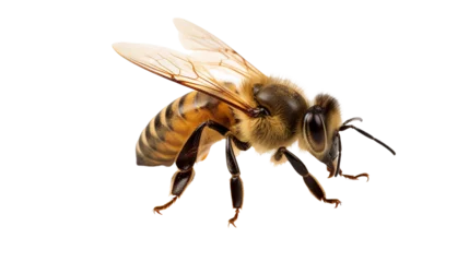 Poster honey bee isolated on transparent background © Doni_Art