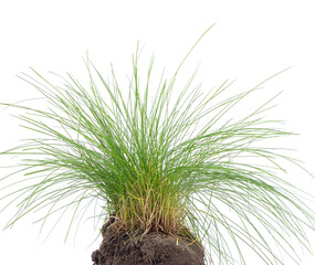 Green grass with soil and roots.