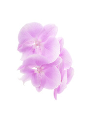 Fototapeta na wymiar Purple beautiful orchid.