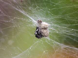 black white spider with offspring in nature