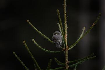 Pygmy owl is sitting on the branch during hunt. Owl in autumn forest. Nature in Europe. 