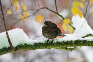 A hungry blackbird sitting on a branch in the frost and winter, Czech Republic, Europe