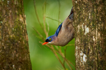 Velvet-fronted Nuthatch - Sitta frontalis small blue passerine bird with red beak in Sittidae, southern Asia from Nepal, India, Sri Lanka ‍and Bangladesh to China and Indonesia, acrobat on the tree