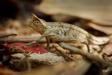 Brown leaf chameleon - Brookesia (Chamaeleo) superciliaris or Stump-tailed chameleon, small lizard of Madagascar, mimics that of a dead leaf, brown color in the forest ground © phototrip.cz