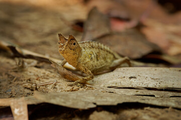 Brown leaf chameleon - Brookesia (Chamaeleo) superciliaris or Stump-tailed chameleon, small lizard of Madagascar, mimics that of a dead leaf, brown color in the forest ground