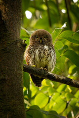 Chestnut-backed Owlet - Glaucidium castanotum owl bird endemic to Sri Lanka sitting on the branch in the wet green forest in Kitulgala and Sinharaja, cute small owl