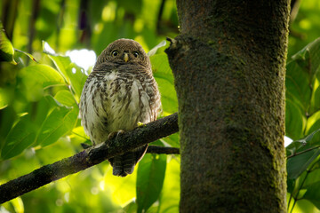 Chestnut-backed Owlet - Glaucidium castanotum owl bird endemic to Sri Lanka sitting on the branch in the wet green forest in Kitulgala and Sinharaja, cute small owl - 704562189