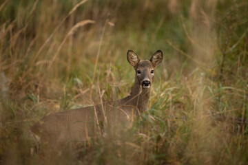 Roe deer looking towards to me. Nature in Europe. Deer without antlers. 