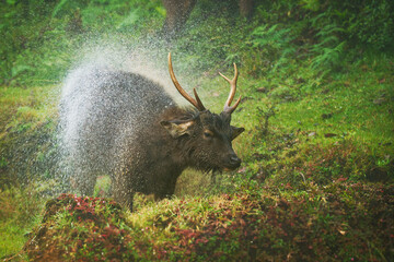 Indian Sri Lankan sambar - Rusa unicolor in the heavy rain, lives in India and Sri Lanka, also Elk...