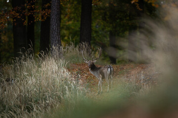 Fallow deer during rutting time. Male of deer in the wood. Brown deer with white spots.