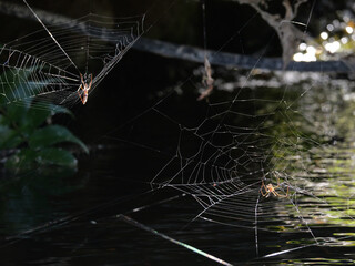 spider builds his spider web in the nature