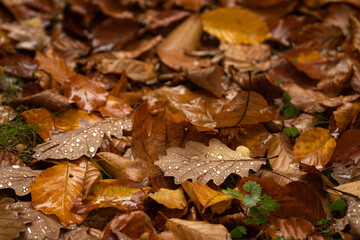 Forest during autumn season. Nature in Europe. Colorful nature during fall