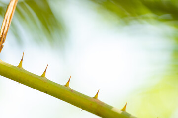 Texture background of Palm Leaf