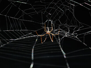 spider on spider web with black background
