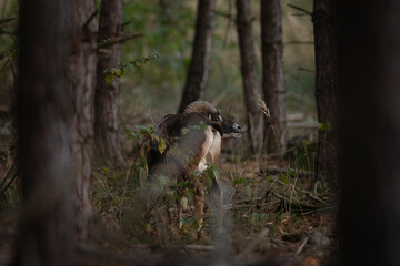 Mouflon during rutting time. Herd of mouflons in the forest. Brown sheep with bent horns.