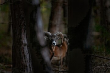 Mouflon during rutting time. Herd of mouflons in the forest. Brown sheep with bent horns.