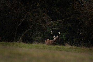 Red deer during rutting time. Male of deer on the meadow. Herd of deers in the Mountains. 