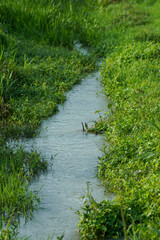 a small river with grass growing on the banks