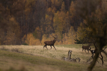 Red deer during rutting time. Male of deer on the meadow. Herd of deers in the Mountains. 