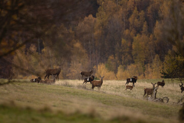Red deer during rutting time. Red deers and mouflons are together on the meadow. Mountains full of animals. 