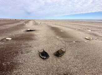 Beach near the national park Campos del Tuyú. Environmental around San Clemente in Argentina. Sharks egg on the beach. 