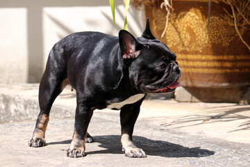 A black French bulldog is walking on the street.