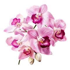 Fototapeta na wymiar orchid, png