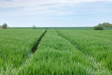 a field sown with cereals in the growing stage. The passages are narrow to the horizon. Copy space