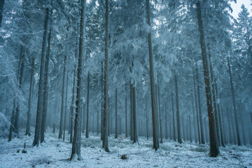 Dark moody winter forest